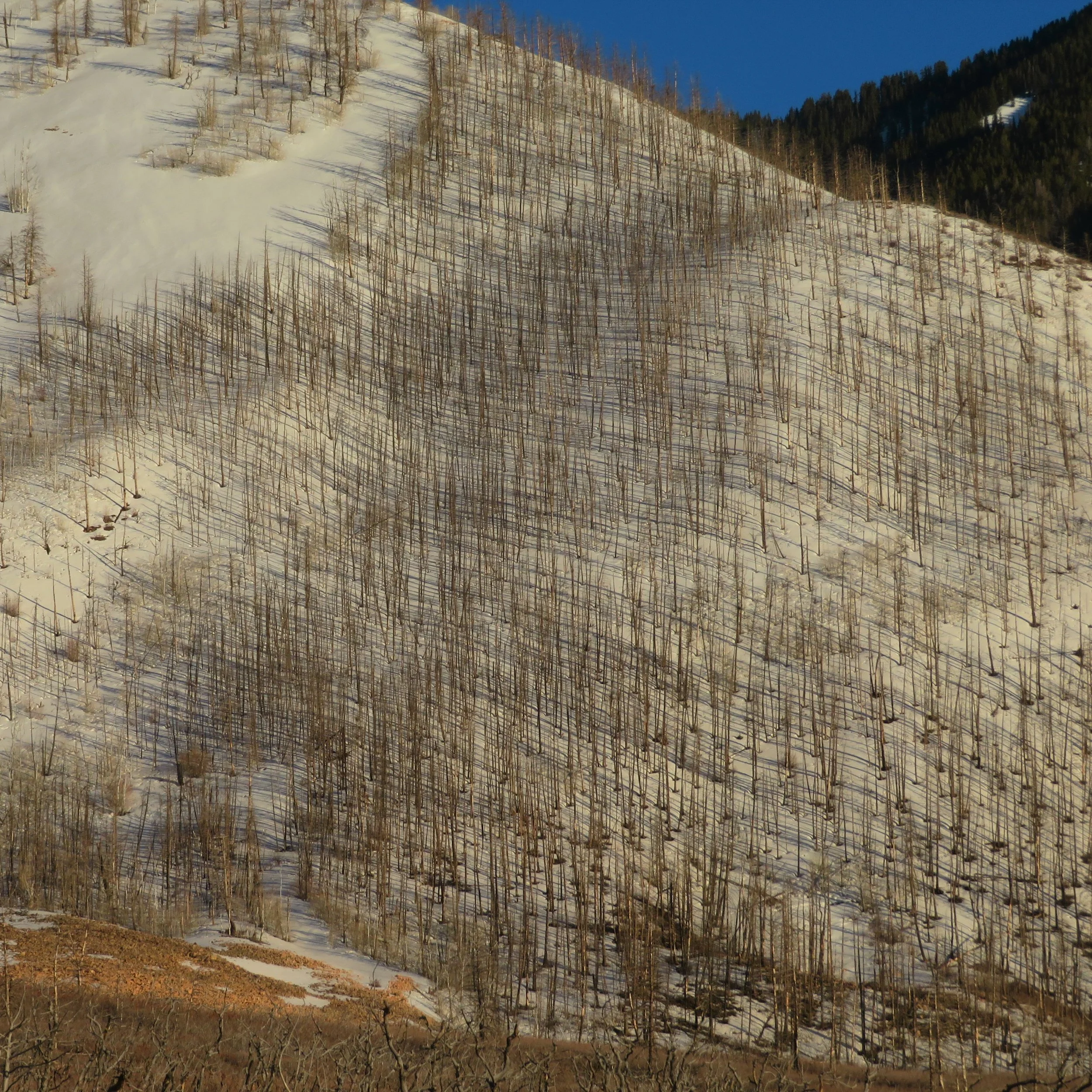  Trees above Moab, Utah 