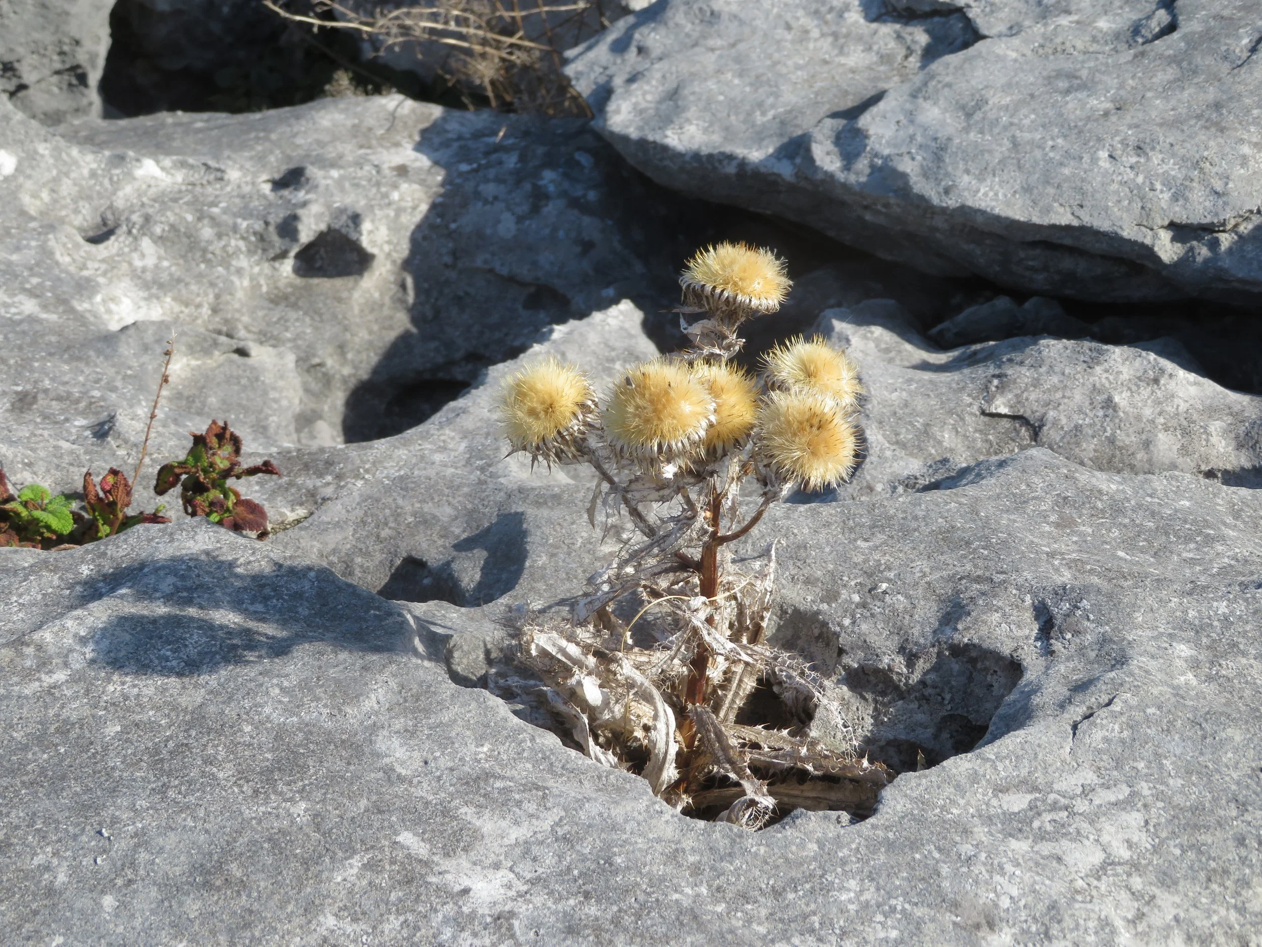  Plant life clinging to the rocks of The Burren, Ireland 