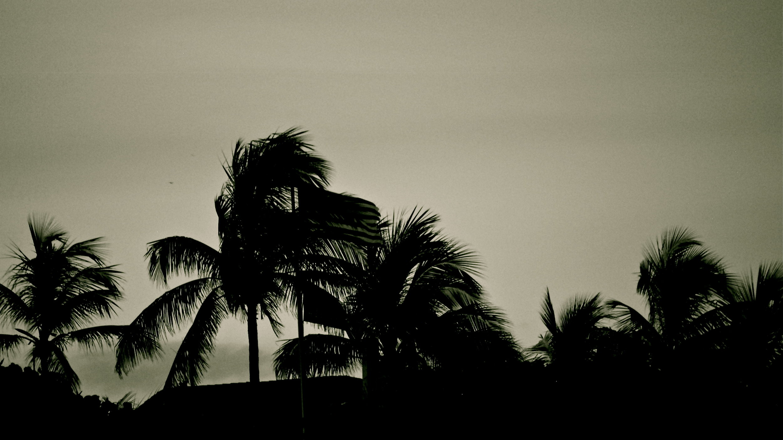 Palm Tree Shadows.JPG