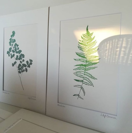 FernsInSunlight.jpg