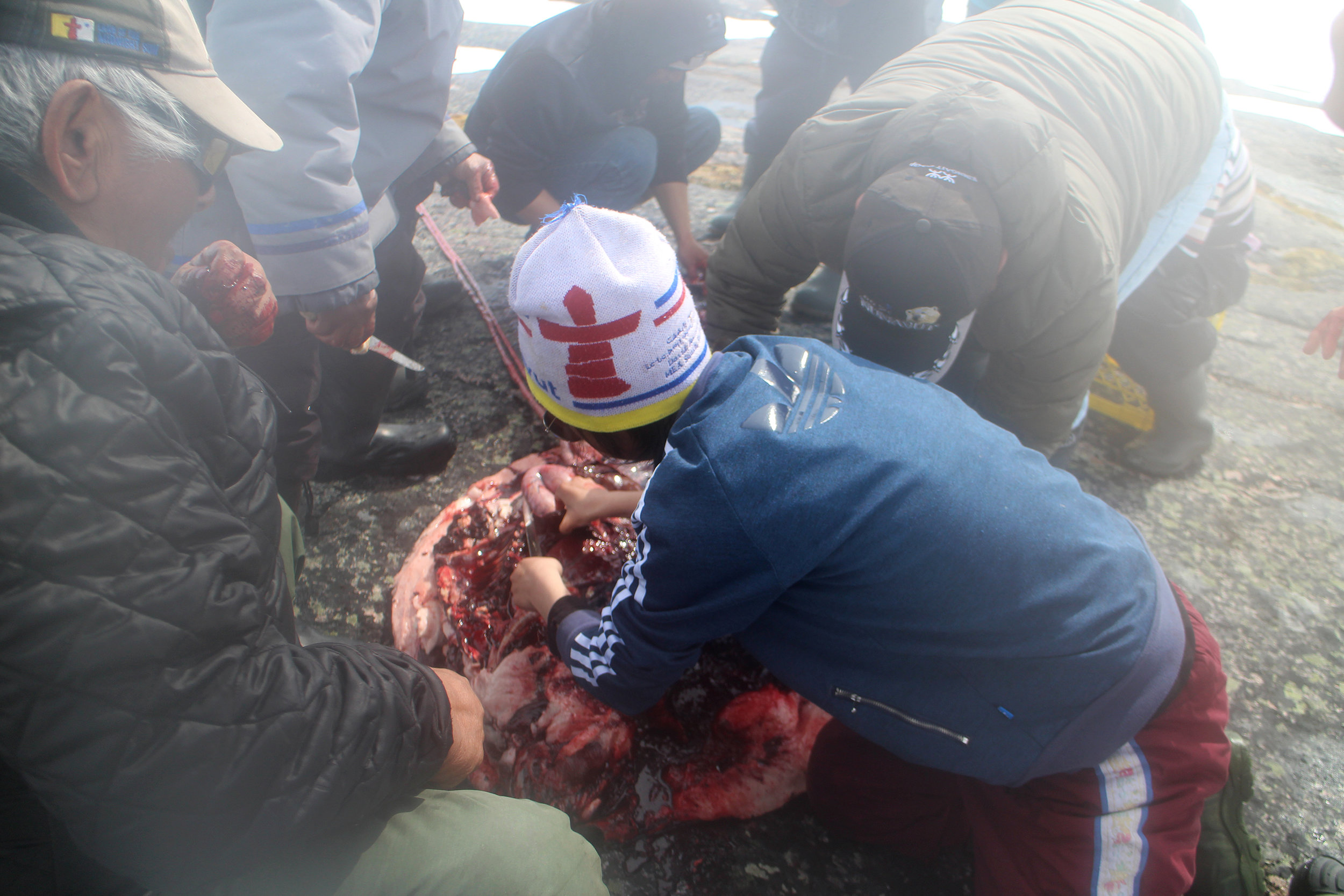 sm_IMG_9370_cuttingsealkov_Land_EOI2018.jpg