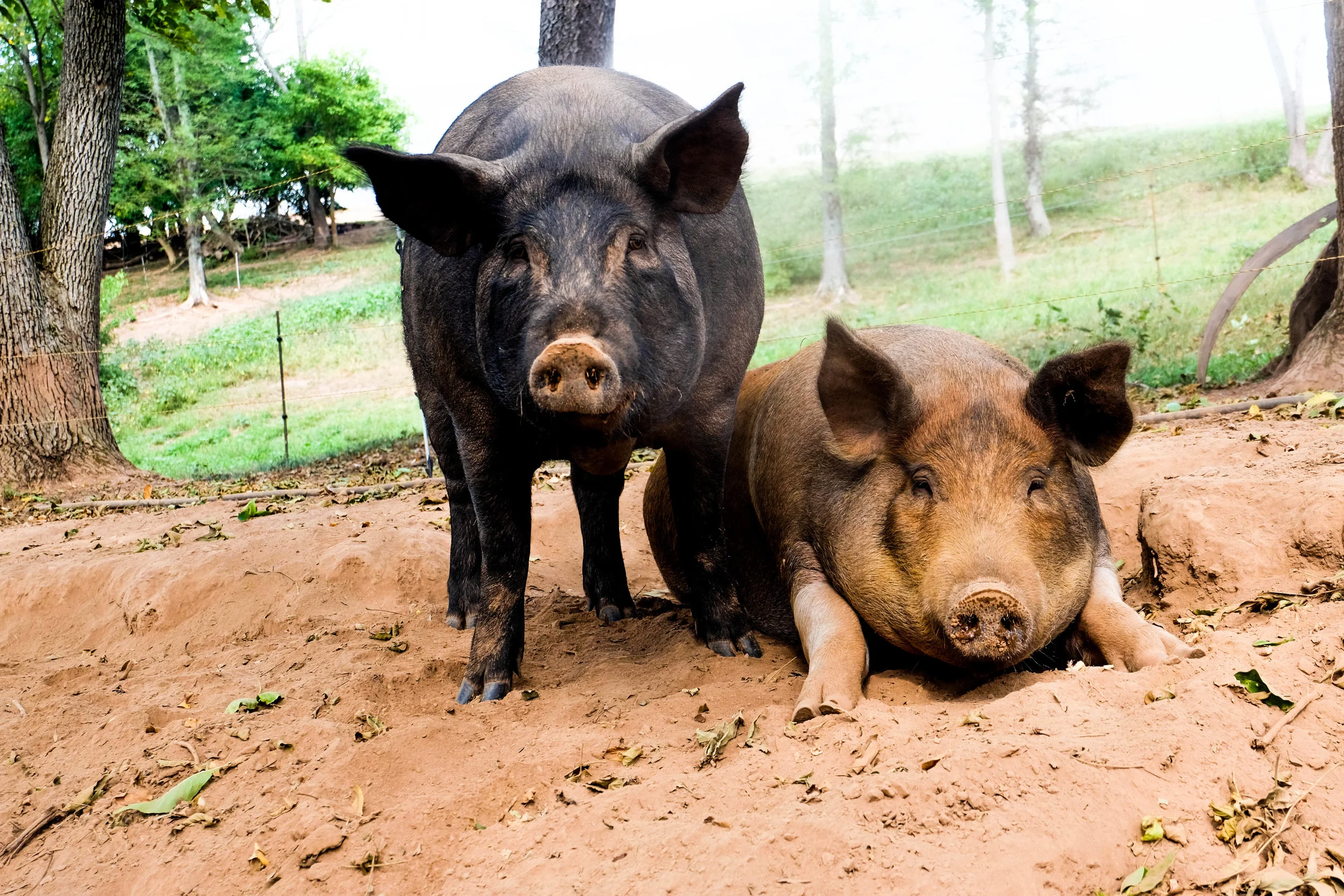 Wilma (Right) and her best friend Betty (Left) at Lima Family Farms. Photo by Derek Vaughan Brown