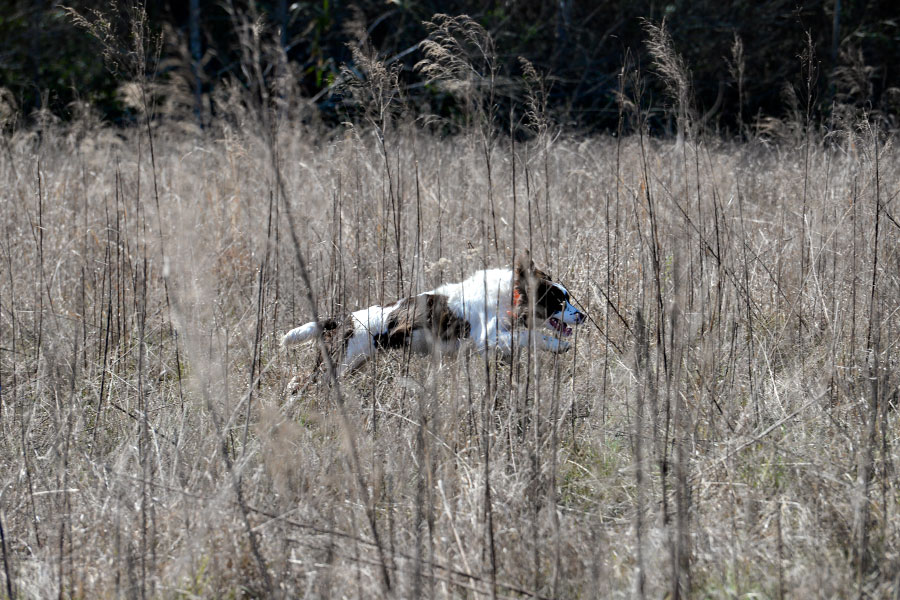 Indie on the farm :: Mitchell, Georgia :: March 2015