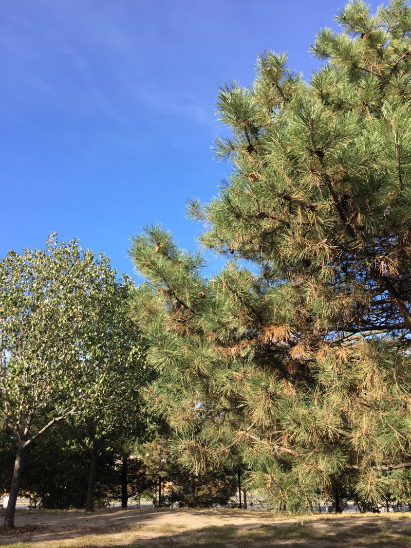 Galvin Memorial Park :: september 2015