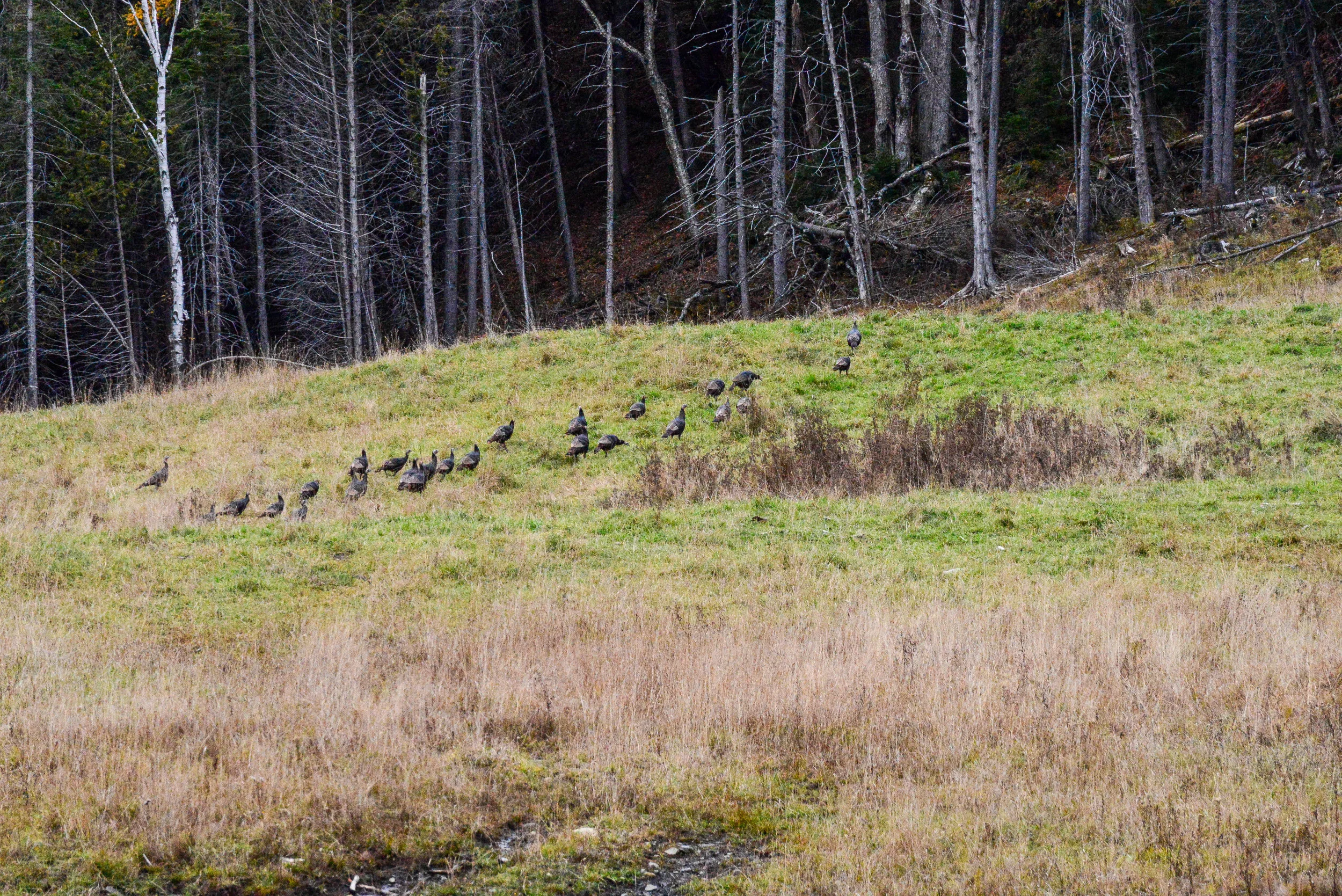 National Photo Posting Month :: November 2, 2015 