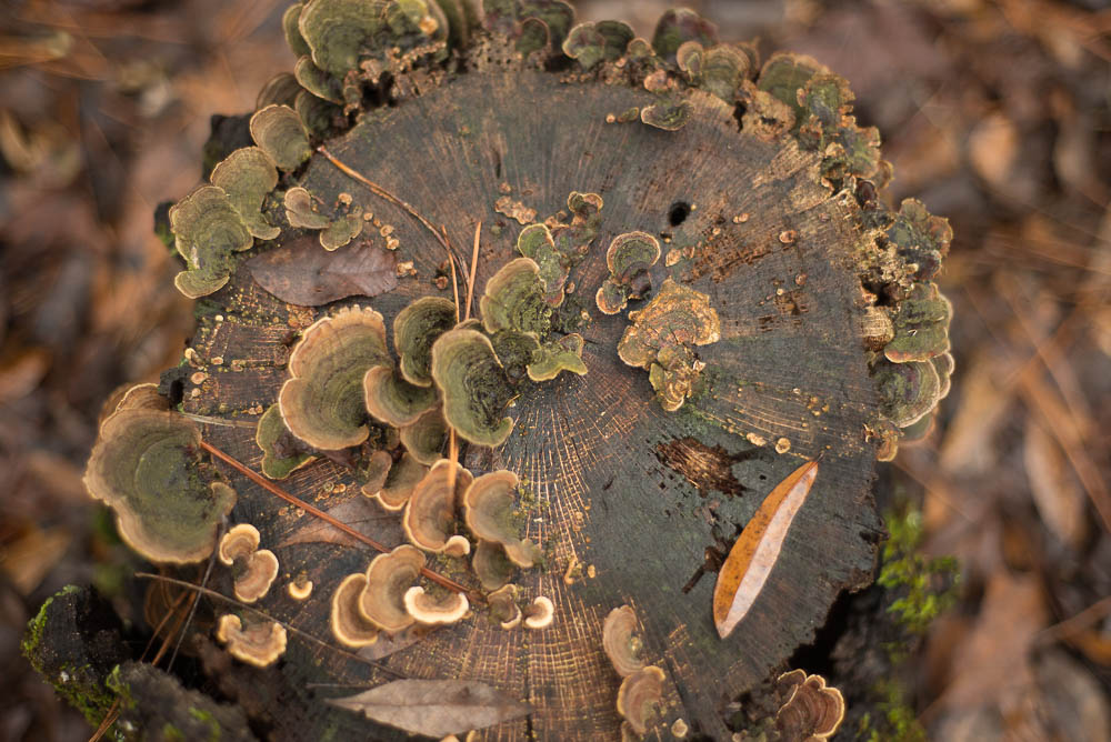 mushrooms on a tree stump :: december 2015