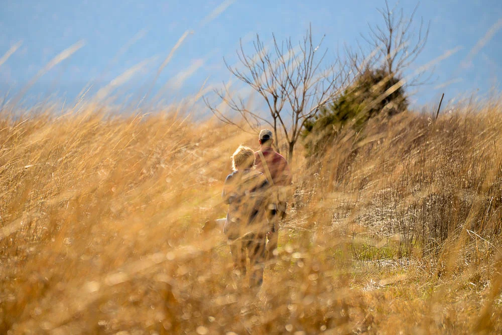 grasses & light