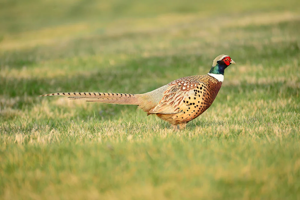 pheasant