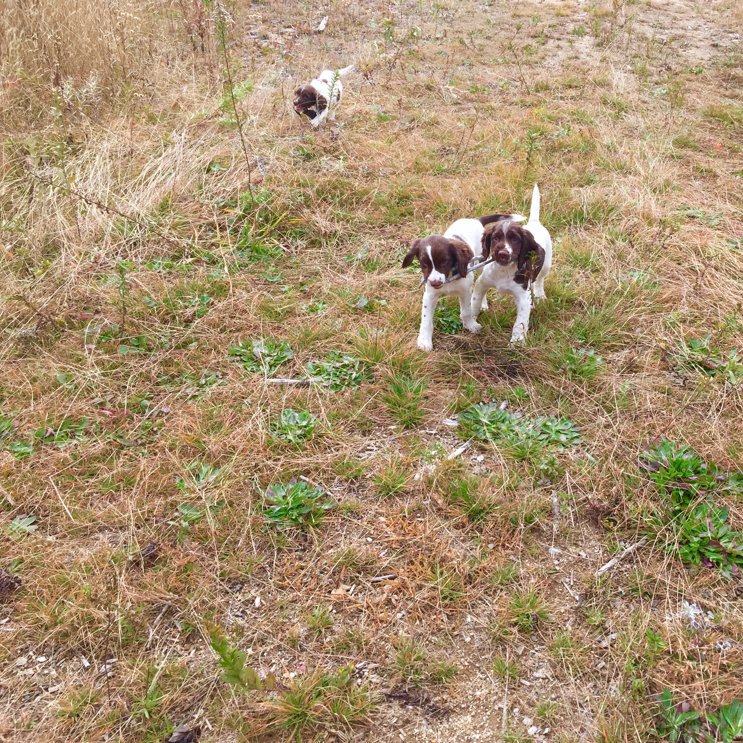 puppies sharing a stick :: october 2016