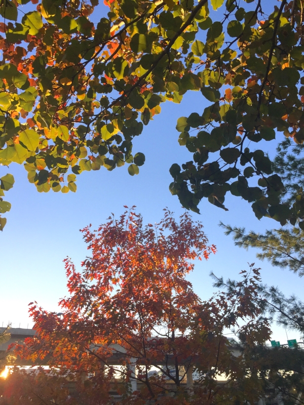trees at Galvin Park :: Charlestown, Massachusetts