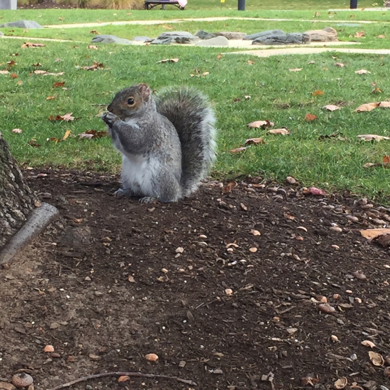 squirrel! in city square park :: charlestown, massachusetts