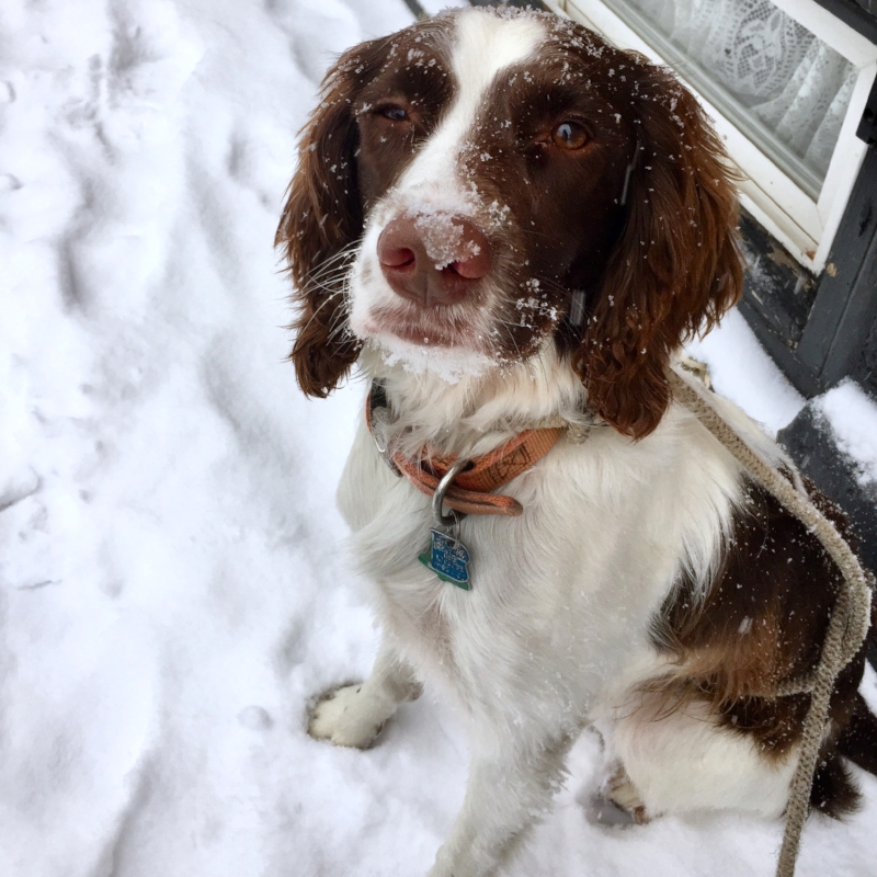 December 17, 2016 :: It wasn't a white Christmas here in Boston, but we did see some snow. Trust me, Indie loves the snow more than she appears to here.