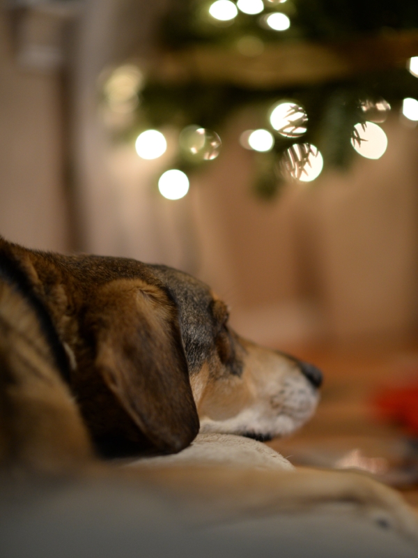 December 10, 2016 :: tonic under the tree. (Shot with my Nikon D610 and 85mm 1/4 lens.)