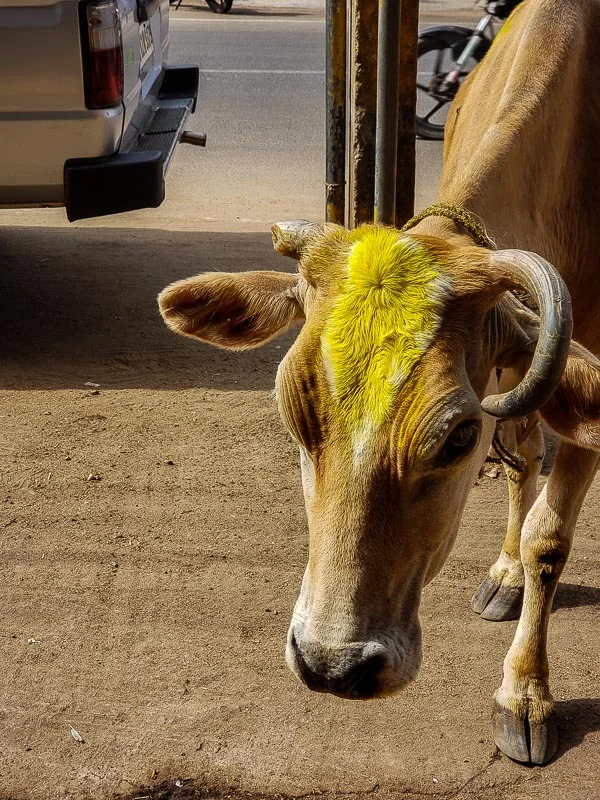 Favorite photo of the Day. January 15, 2019 - Party Cow! The Depth ‘n Green cow, freshly bathed in turmeric and wearing a garland. Hey, girl. Moo.