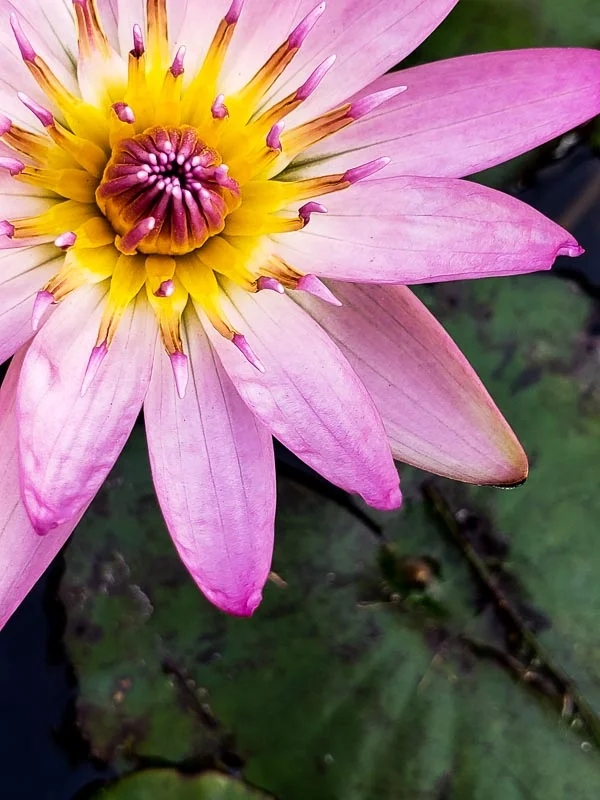 Favorite photo of the day - I’m not sure, but is this a lotus?