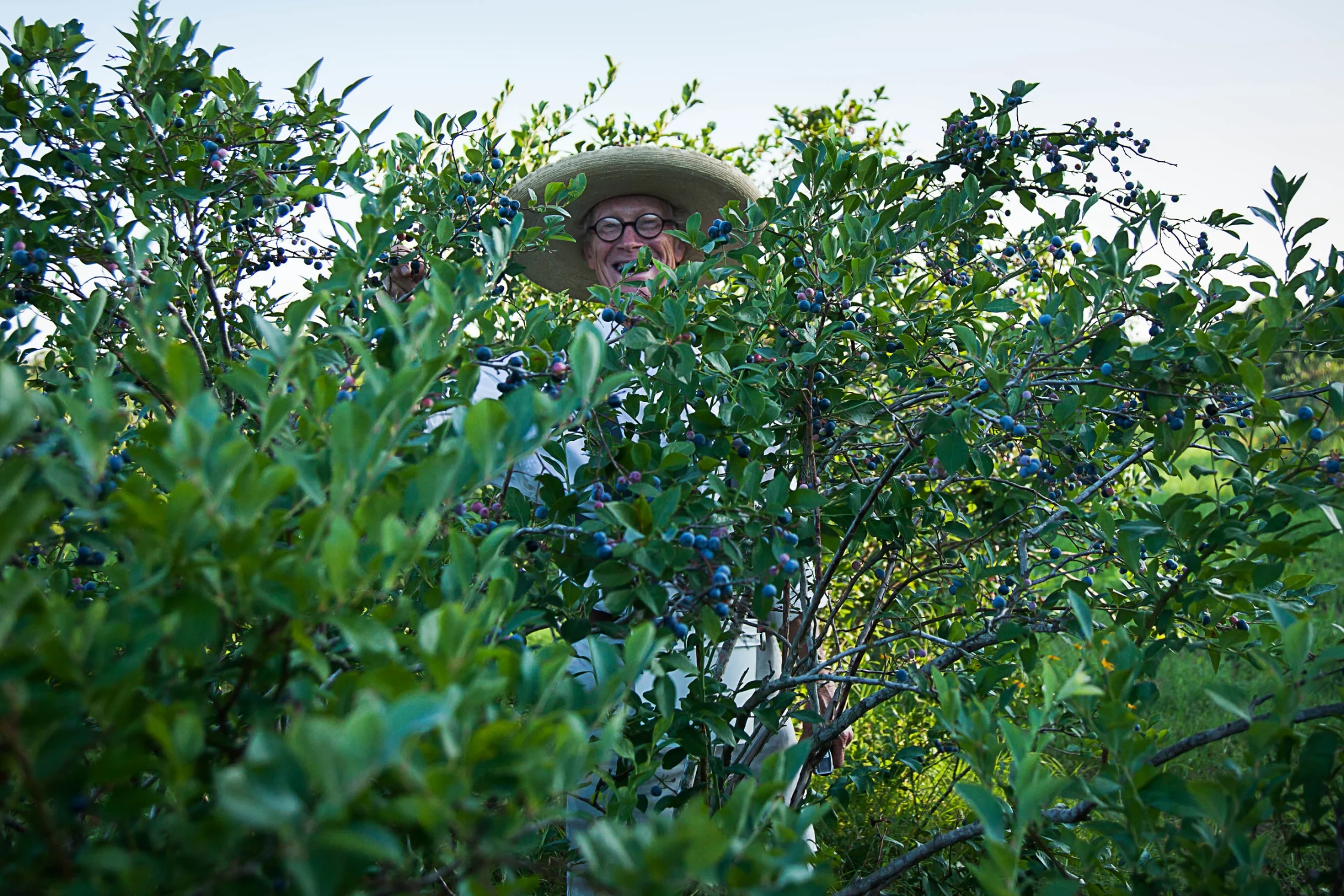 Chikamaw Farm, Edible Austin, Blueberrie organic farm