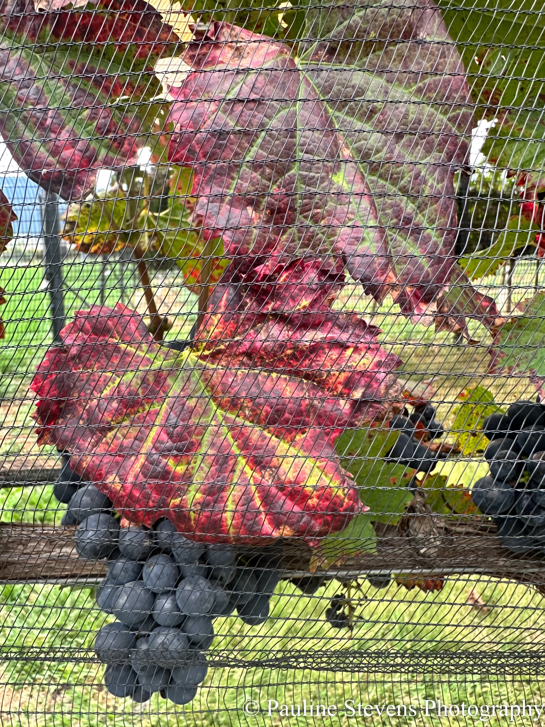 Saltillo, Mexico / Viñedor Dos Cedros