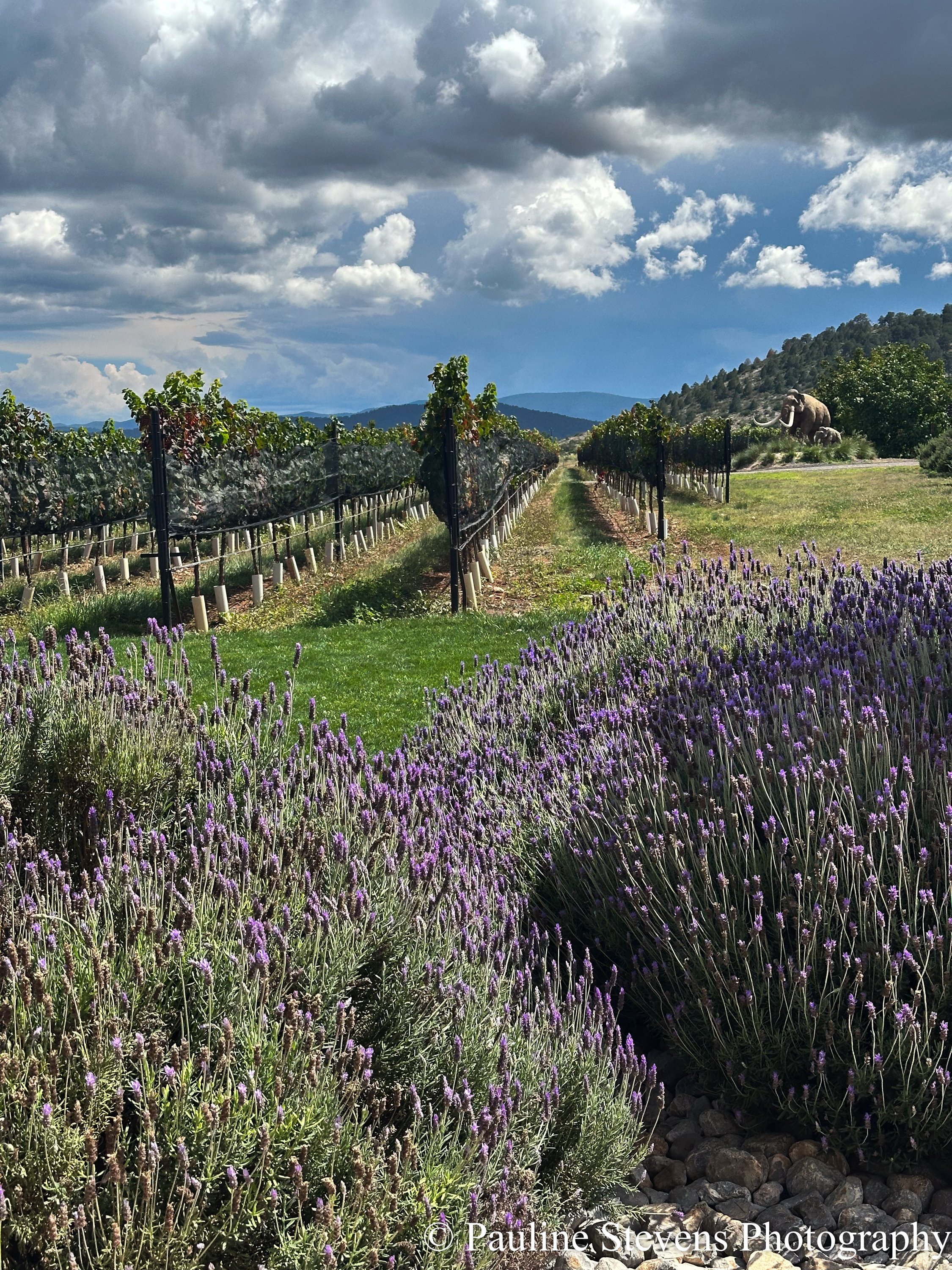 Saltillo, Mexico / Viñedor Dos Cedros