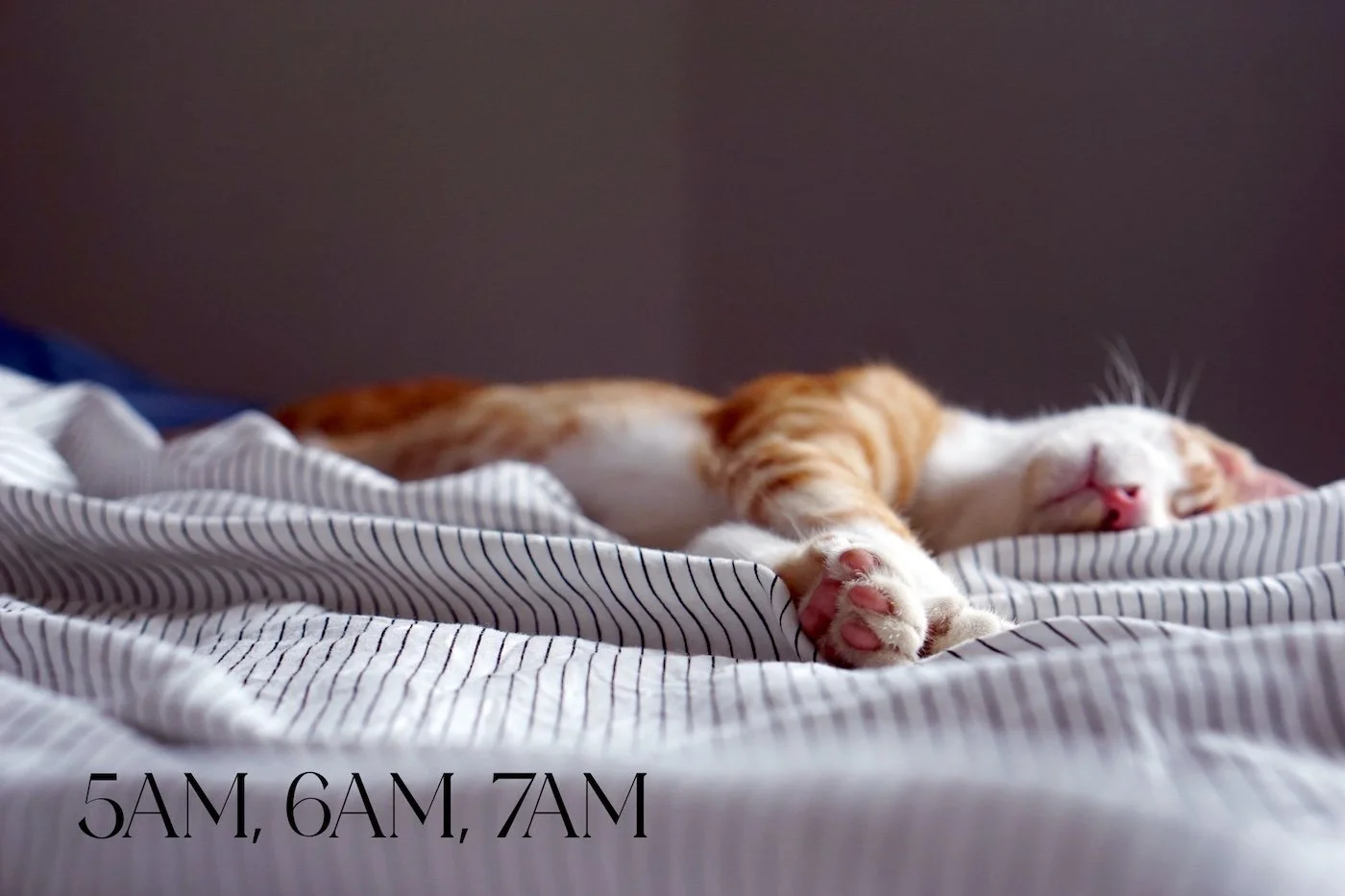 cat casually sleeping on a bed