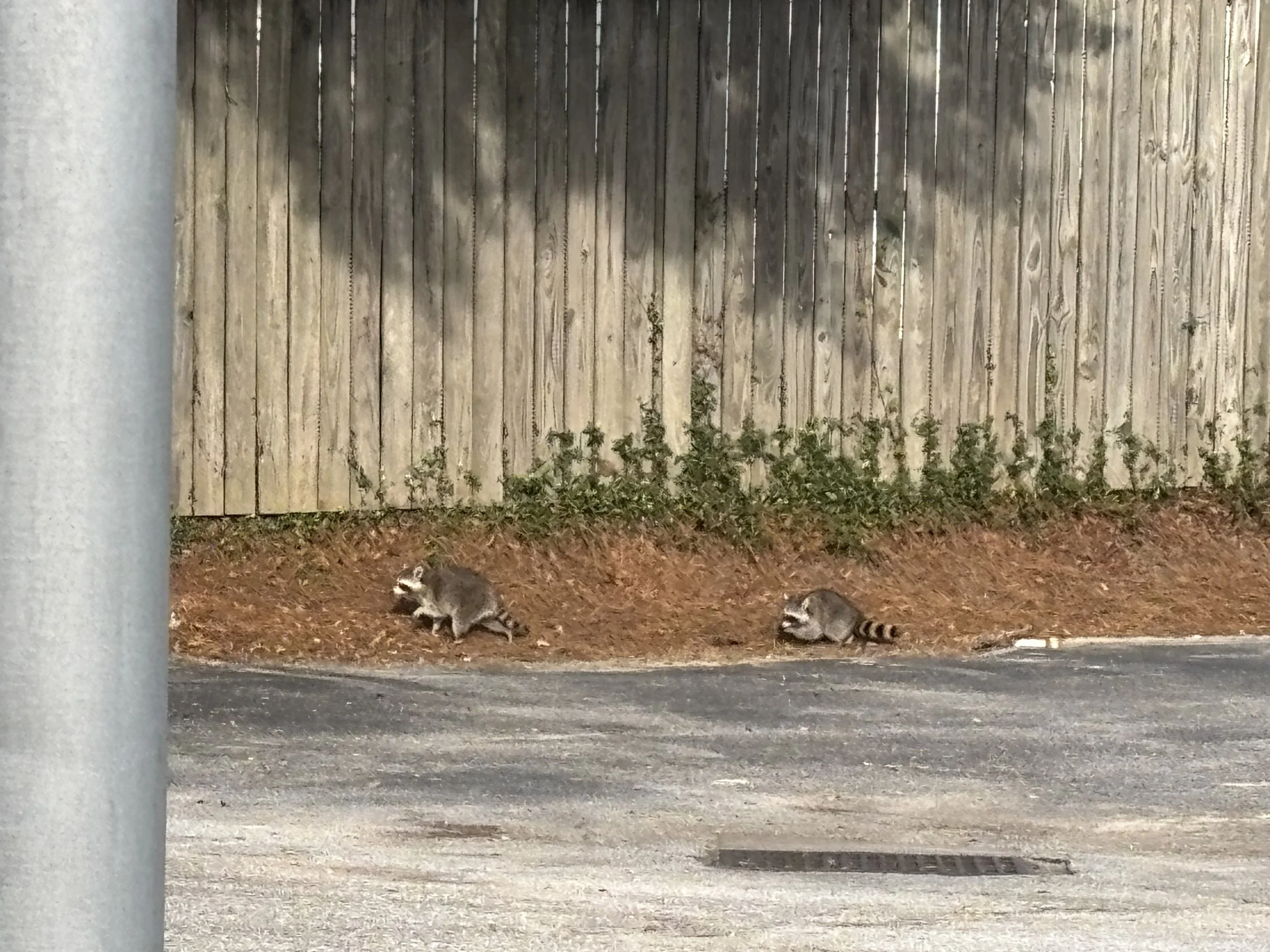 Lot Racoons