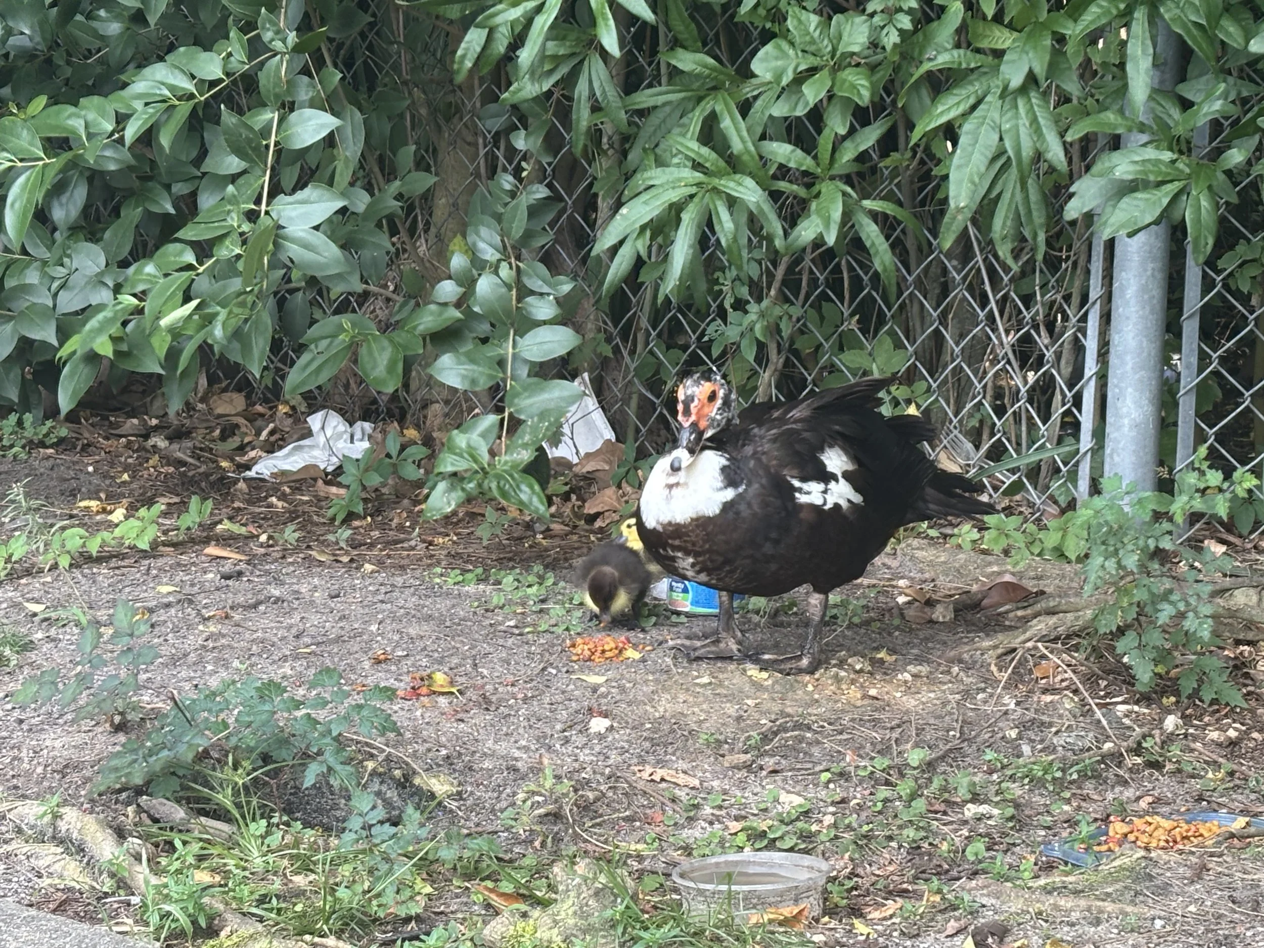 Ugly Ducklings
