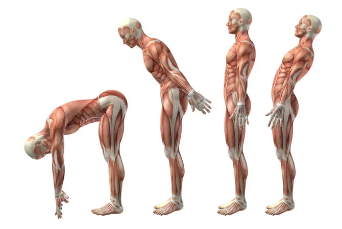 Spinal-Flexion-Extension.jpg