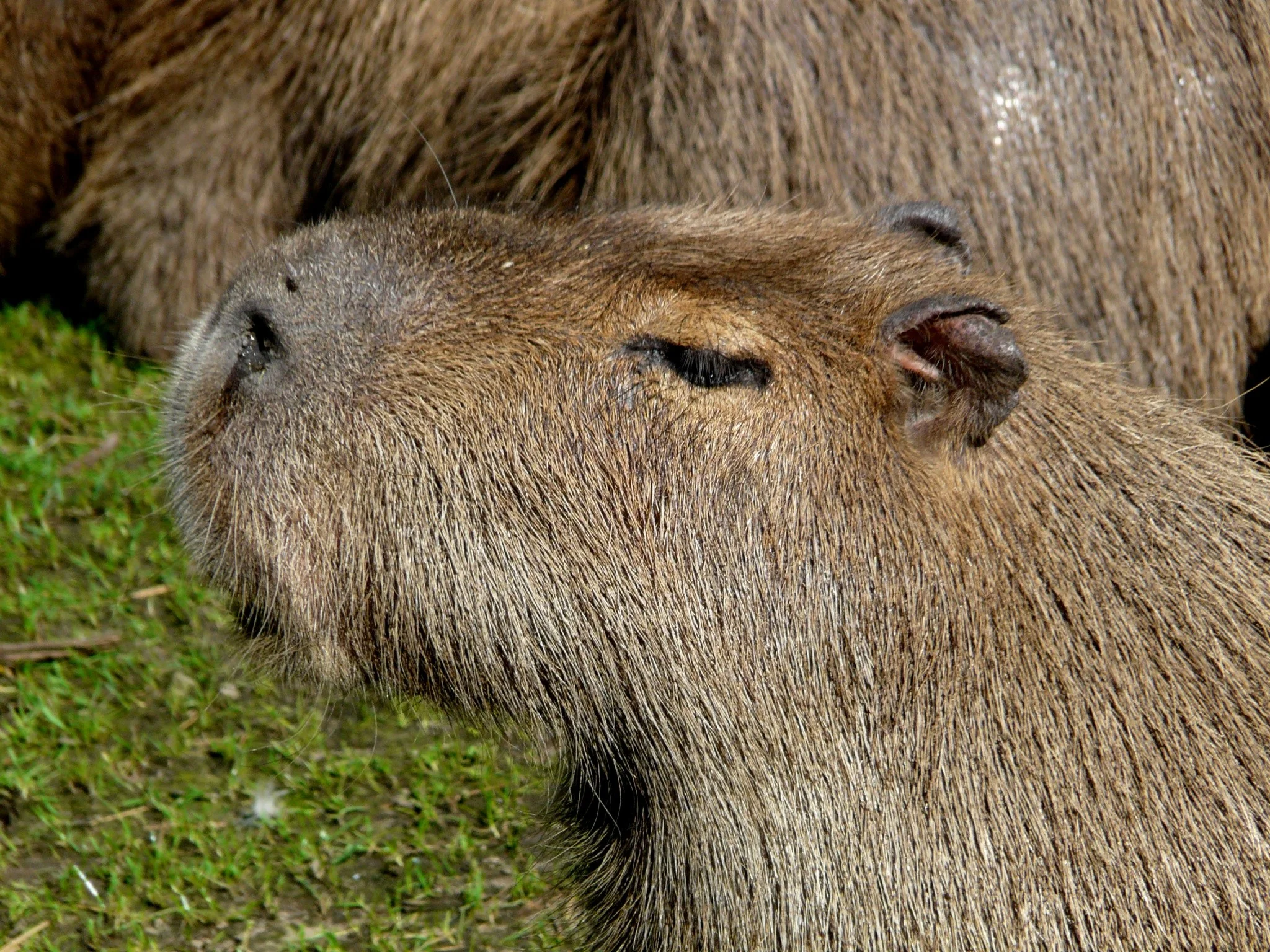 capibara-1-127782.jpg