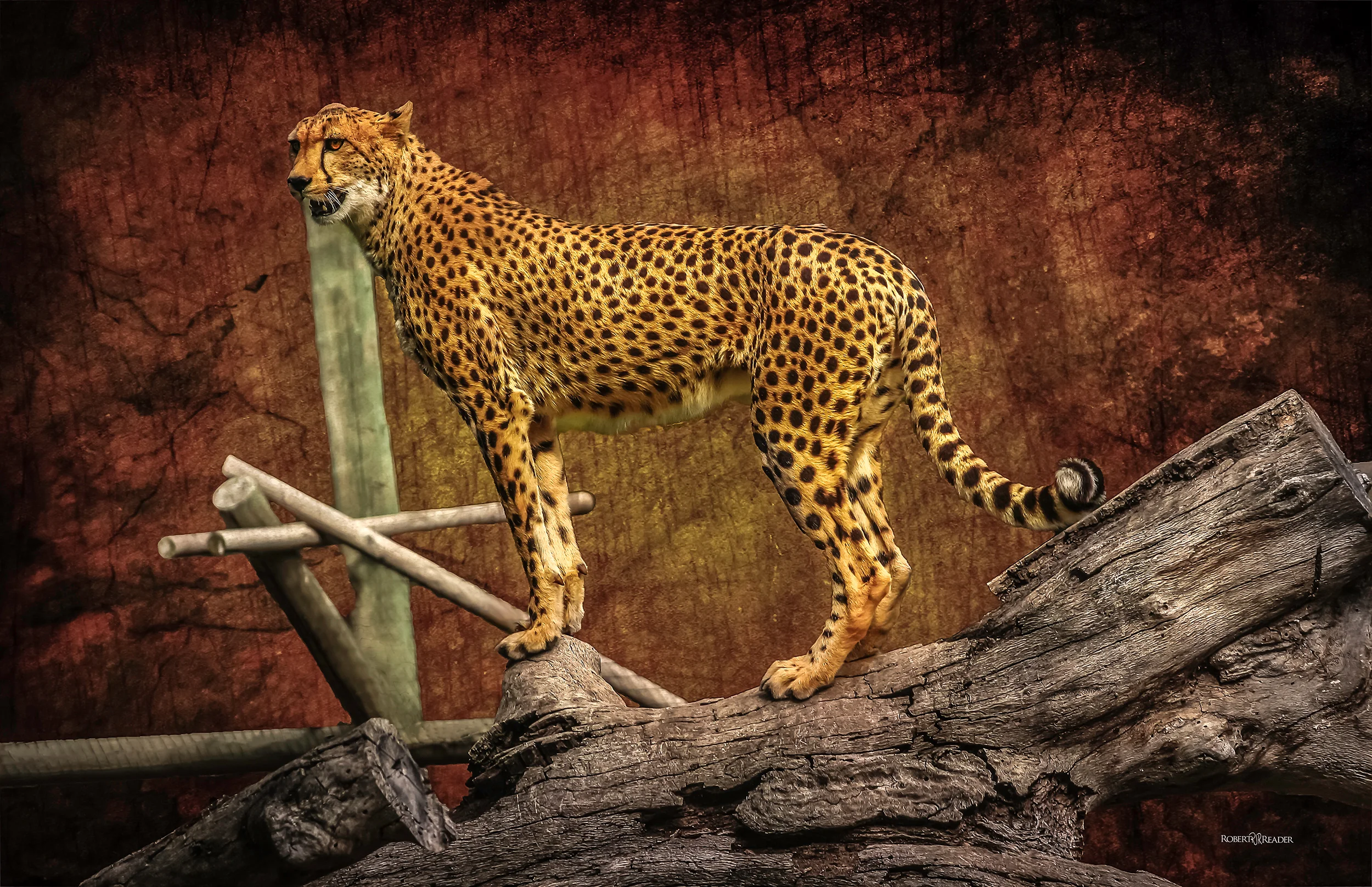 Cheeta On Log 6 Name added 2500 PX PS_2014.jpg
