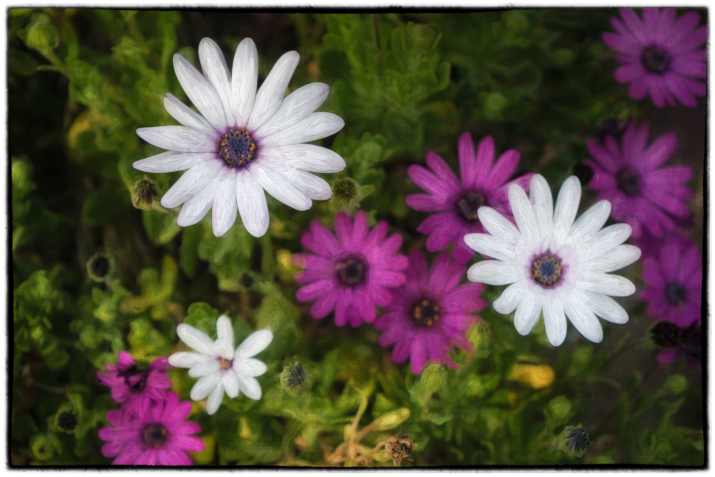 Color Flowers