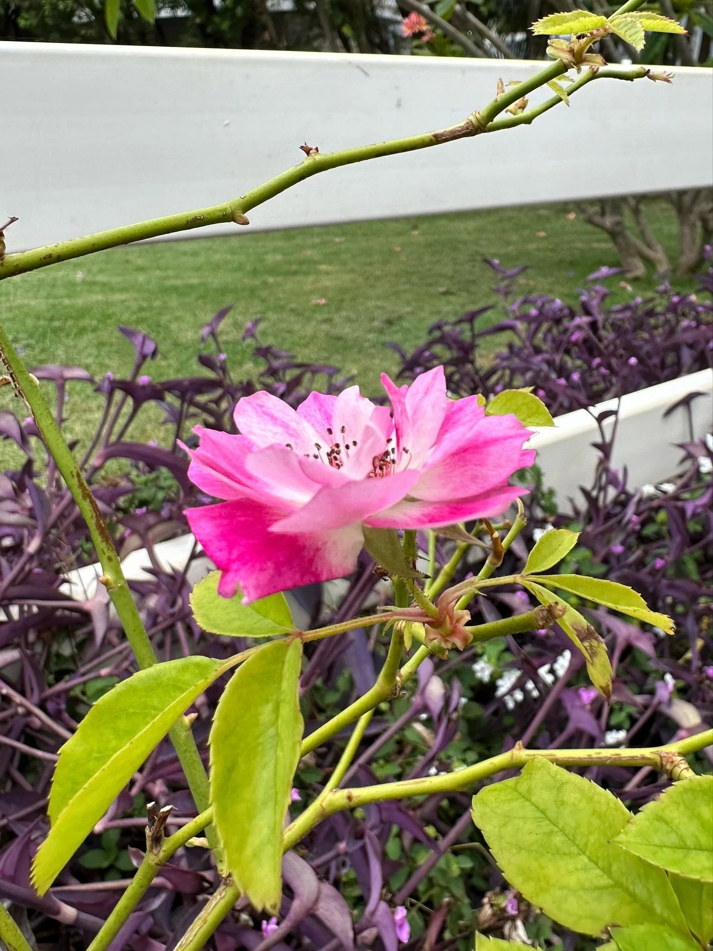 Maui trip to visit friends and family ❤️