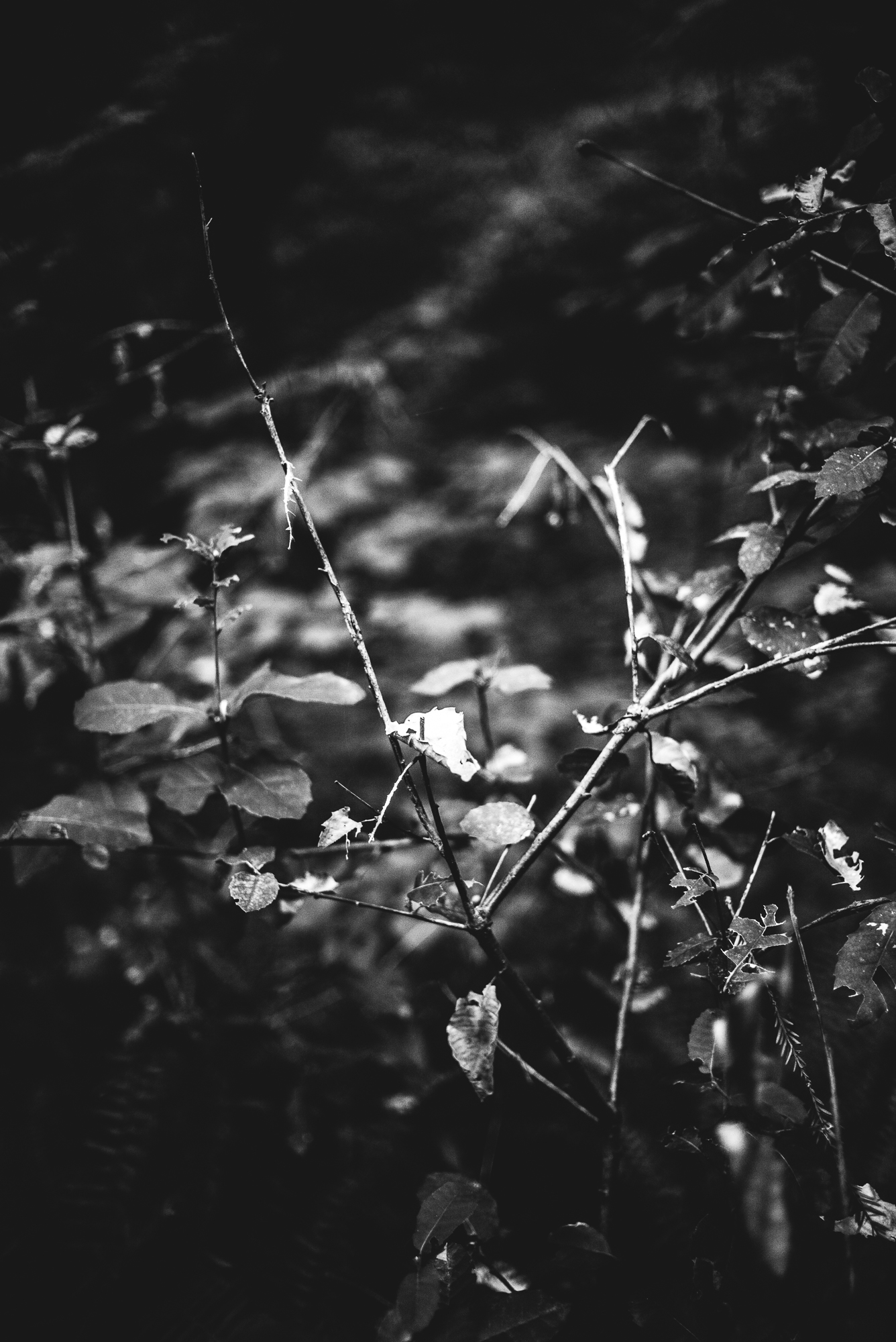 Universityofthetrees_140511L1000500.jpg