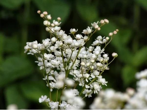 Chorus of Communities - Mozart and more!