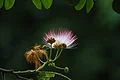 Rain Tree Flower.jpg