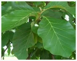 Teak Leaf