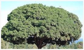Mango Tree