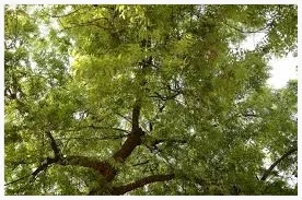 Neem Tree