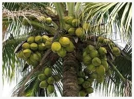 Coconut Tree