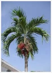 Pakku Tree