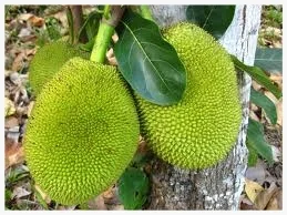 Jack Fruit