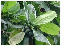 Indian Almond