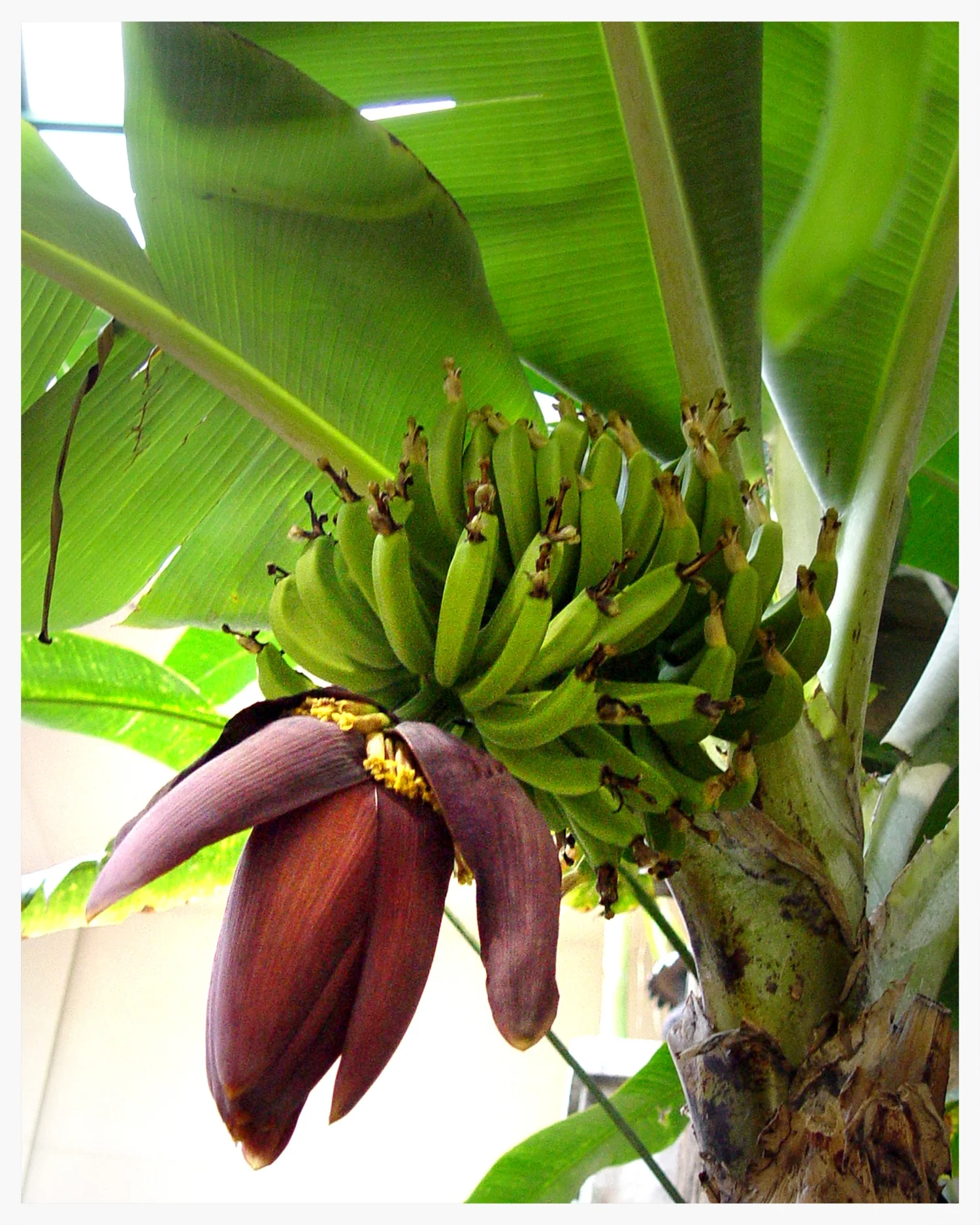 Banana