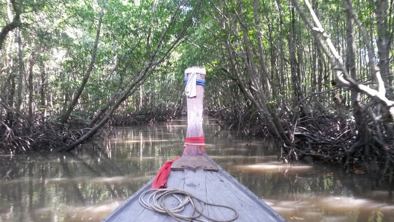 Mangroven im Flussdelta