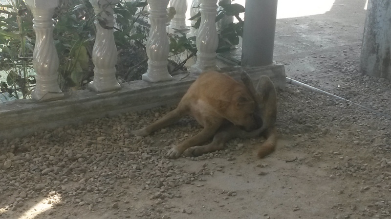 Oben waren Streunende Hunde und dieses Exemplar hat sich mit so einer Intensität und Ausdauer den Eigenen Sack geleckt, dass ich es wert fand, ein Foto davon zu machen!