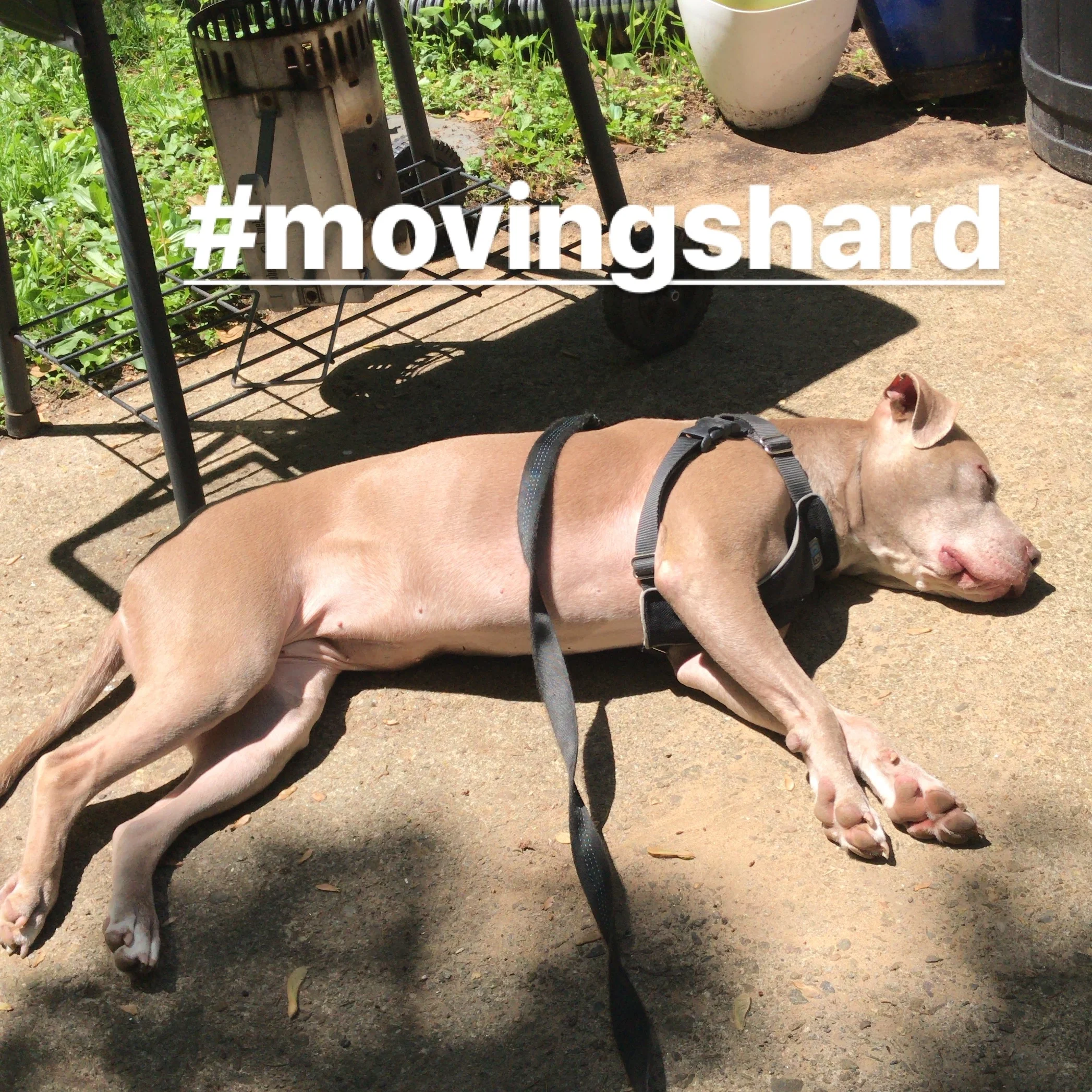 Dogs &amp; Renovating/Moving