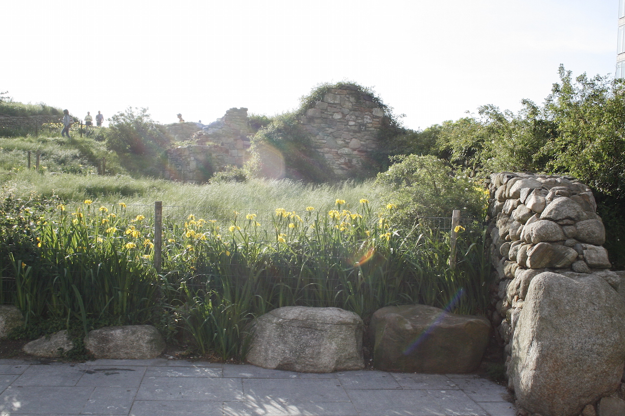 62_species_of_plants_on_the_sloping_hill_of_the_Irish_Hunger_Memorial..JPG