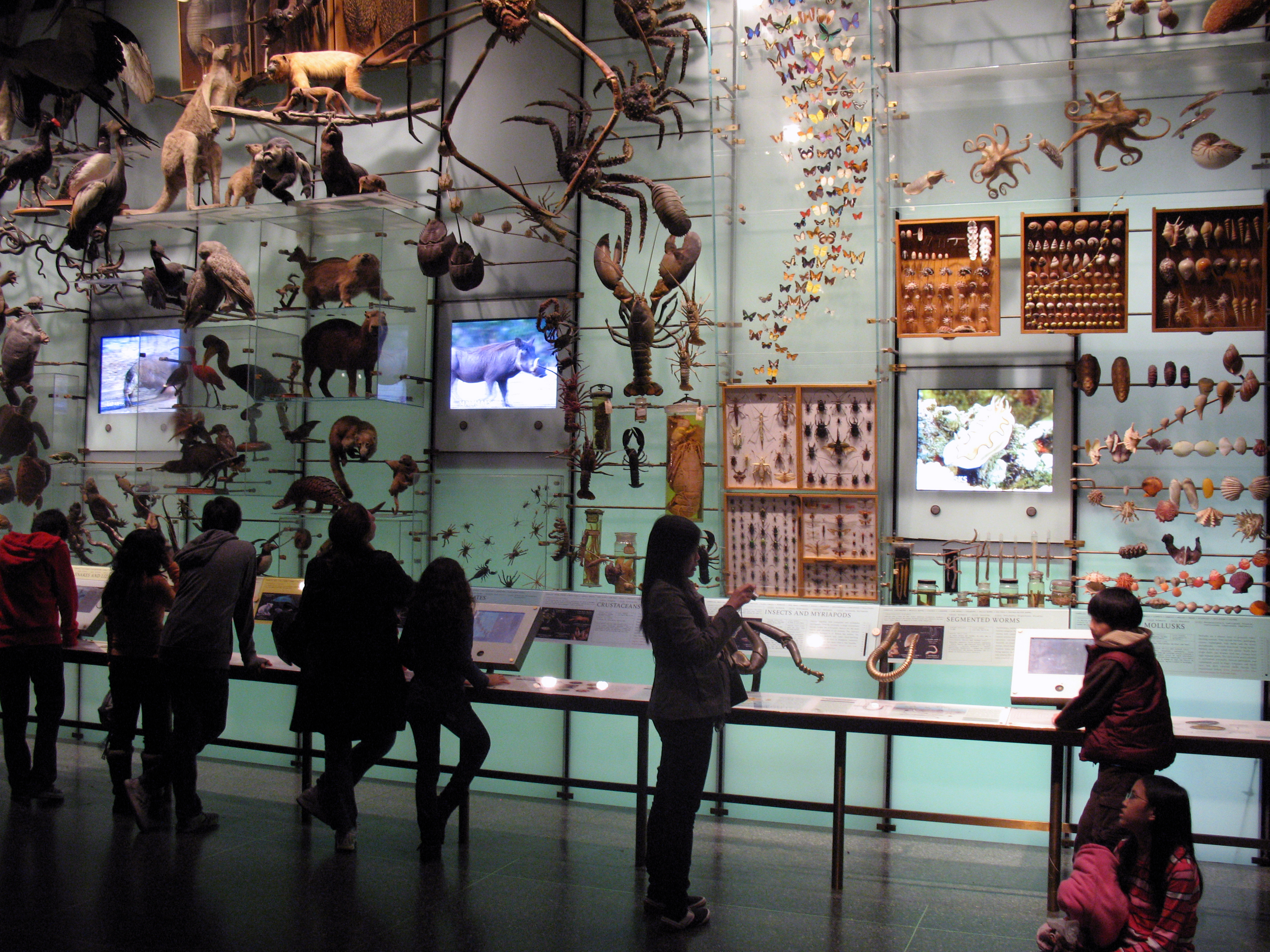 American_Museum_of_Natural_History_Biodiversity_Hall_anagoria.JPG