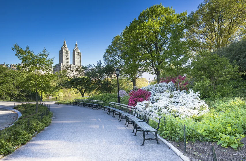 Forest Bathing in Central Park