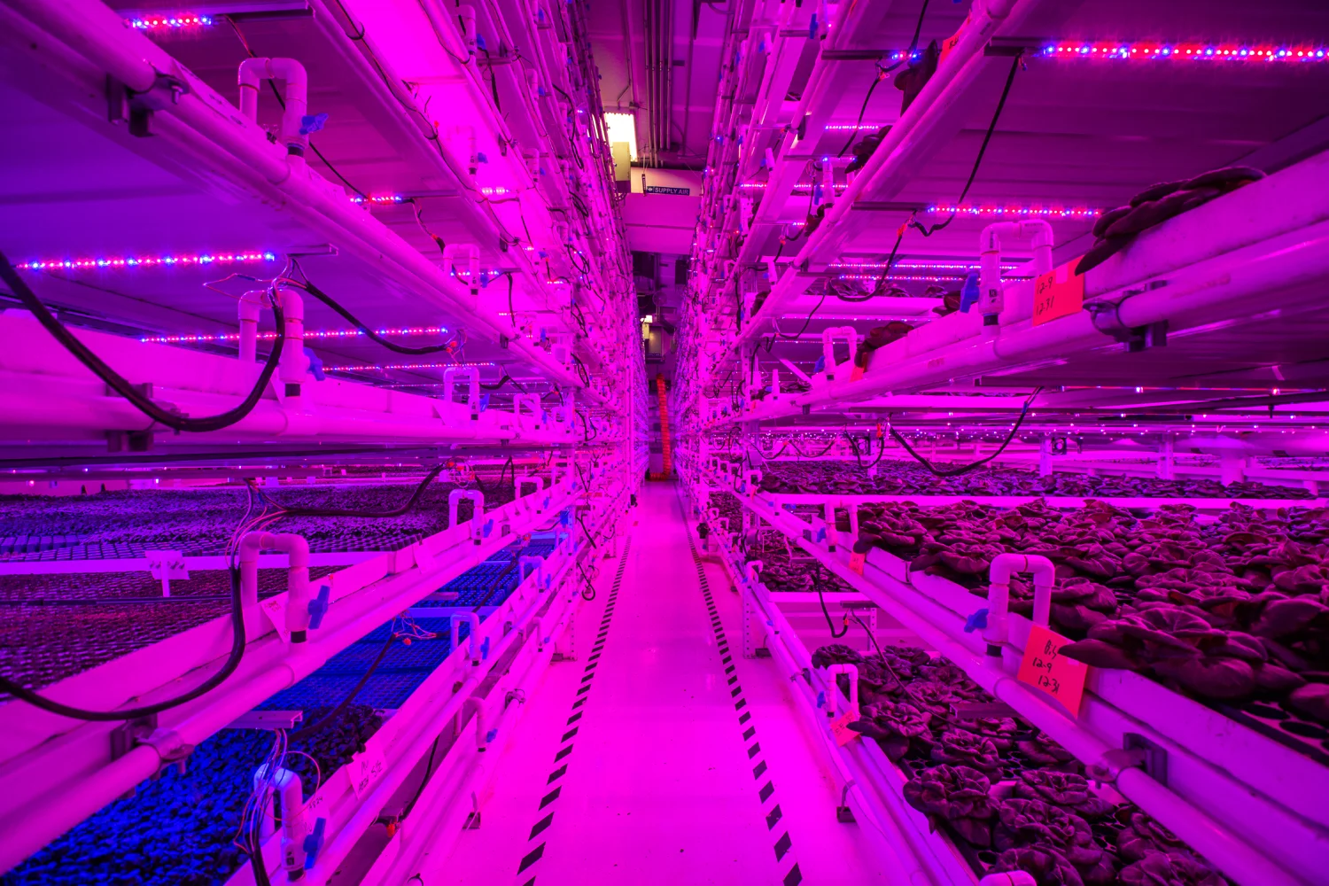 InfiniteHarvestFacility-DanielleLirette001.JPG