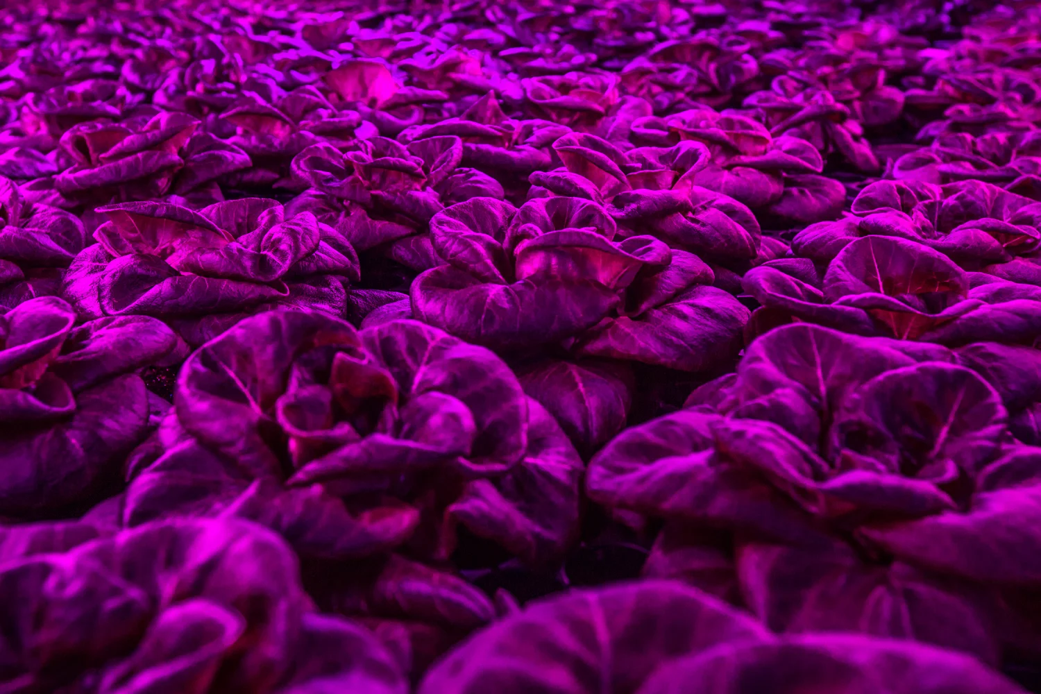 InfiniteHarvestFacility-DanielleLirette002.JPG