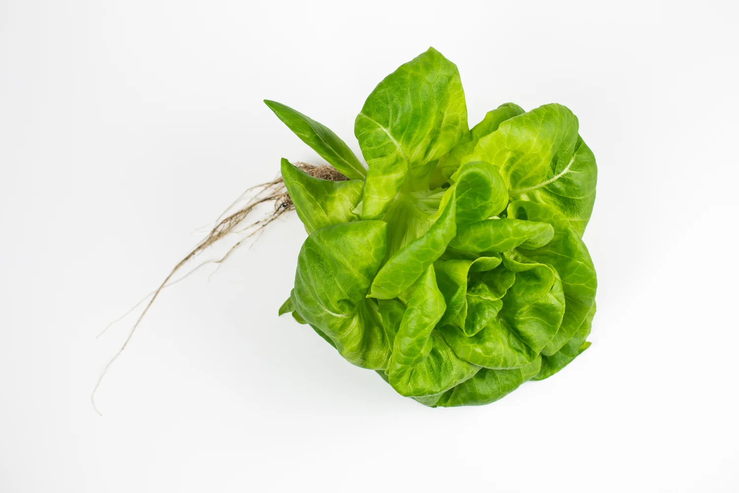 InfiniteHarvestFacility-DanielleLirette033.JPG